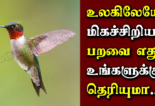 Smallest Bird In The World in Tamil