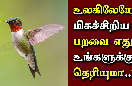 Smallest Bird In The World in Tamil