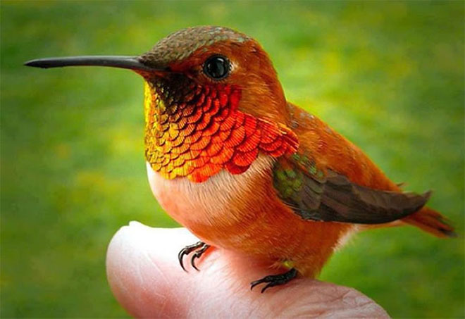Smallest Bird In The World