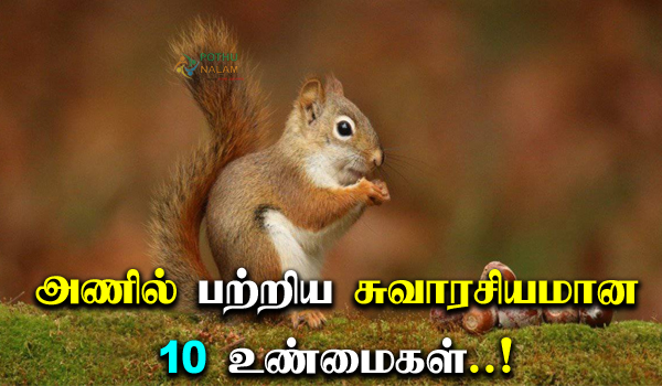 Squirrel Interesting Facts in Tamil 