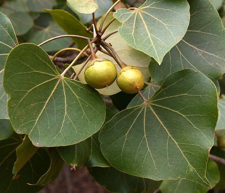 Thespesia Populnea Fruit Uses in Tamil