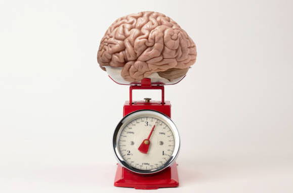 Weight Of Human Brain