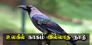 What Is A Country Without A Crow in Tamil