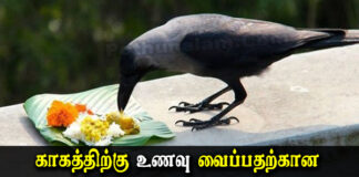 Why do they feed the crow in tamil