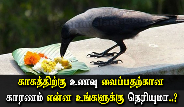 Why do they feed the crow in tamil