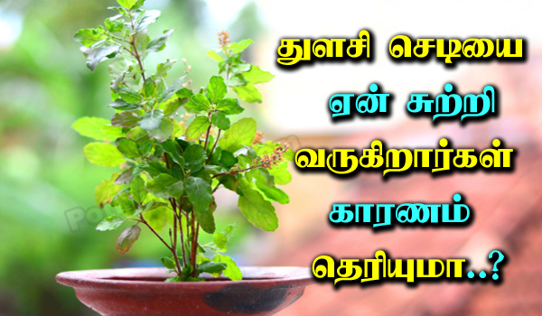 Why do they go around the basil plant in tamil