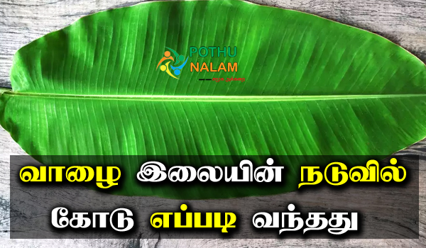 banana leaf middle line reason in tamil
