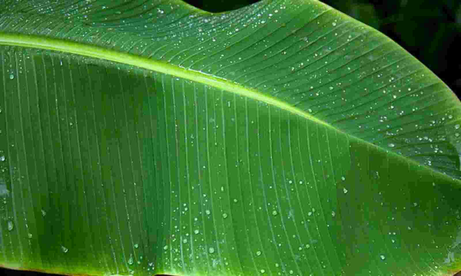  banana leaf story in tamil