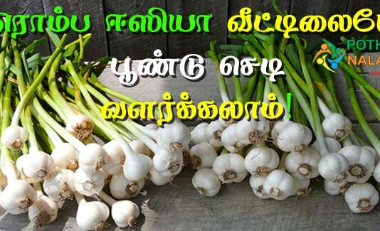 how to grow garlic plant at home in tamil