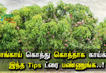 how to grow mango tree faster in tamil
