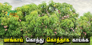 how to grow mango tree faster in tamil
