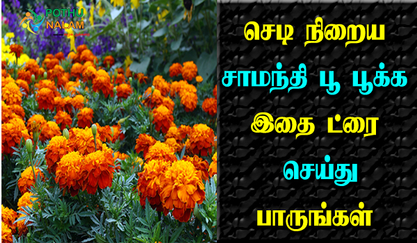 how to grow marigold plant faster in tamil