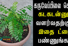 how to make curry leaf plant grow faster in tamil