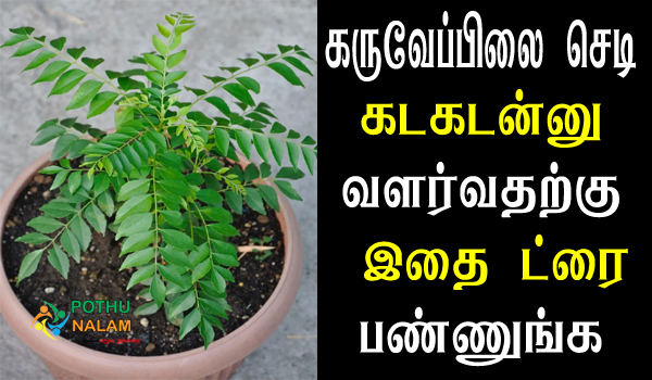 how to make curry leaf plant grow faster in tamil