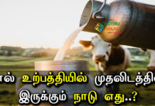 top milk production country in tamil