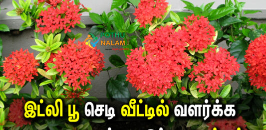 vetchi flower growth tips in tamil