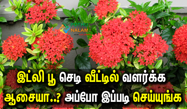 vetchi flower growth tips in tamil