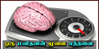 weight of human brain in tamil