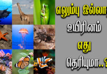 Animals Without Bones in Tamil