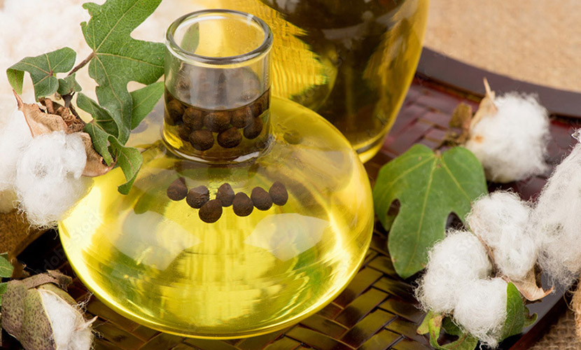 Cotton Seed Oil Making Business Plan in Tamil