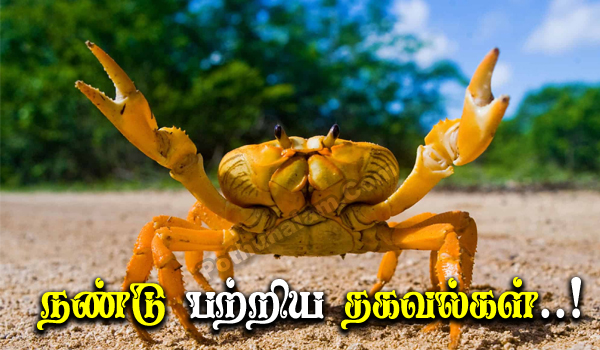 Crab Detail Information in Tamil