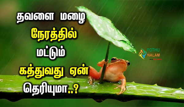 Do You Know Why Frogs Only Frogs During Rain in Tamil 