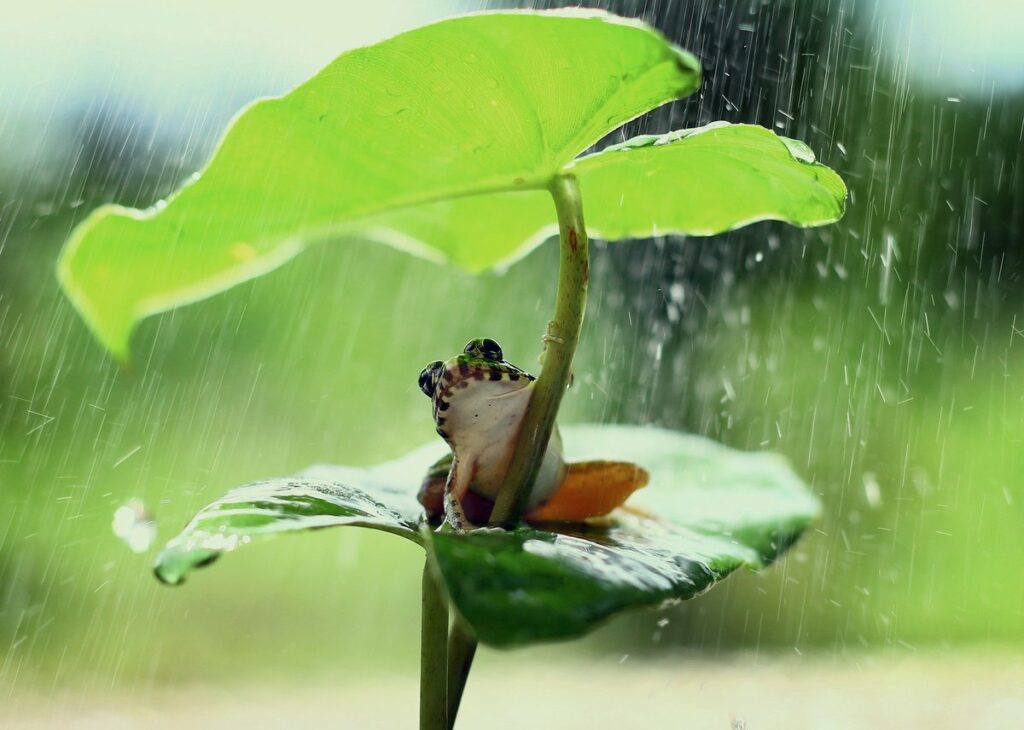 Do You Know Why Frogs Only Frogs During Rain in Tamil 