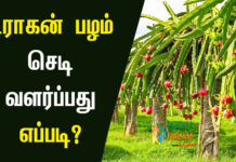 Dragon Fruit Cultivation in Tamil