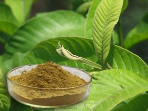 Guava Leaf Powder Making Business Plan in Tamil