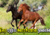 Horse Interesting Facts in Tamil