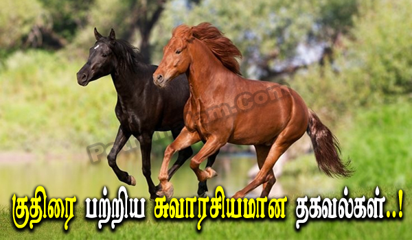 Horse Interesting Facts in Tamil