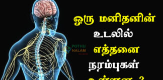 How Many Nerves Does Humans in Tamil