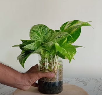 How to Grow a Plant in a Bottle of Water in Tamil
