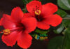 How to Increase Flowering in Hibiscus in Tamil