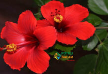 How to Increase Flowering in Hibiscus in Tamil