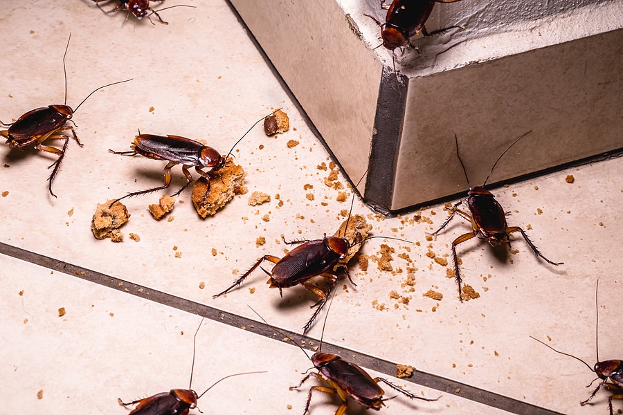How to Kill Cockroach at Home in Tamil