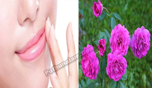 How to Make Rose Lip Balm at Home in Tamil