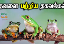 Information About Frog in Tamil 