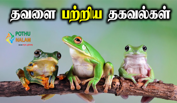 Information About Frog in Tamil 