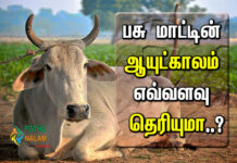 Lifespan of a Cow in Tamil