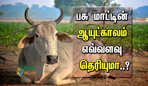 Lifespan of a Cow in Tamil