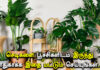 Liquid Fertilizer for Plants Homemade in Tamil
