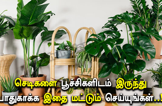 Liquid Fertilizer for Plants Homemade in Tamil