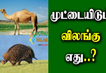 Names of Animals That Lay Eggs in Tamil