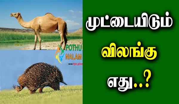Names of Animals That Lay Eggs in Tamil