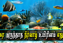 Which Aquatic Animal Does Not Drink Water in Tamil