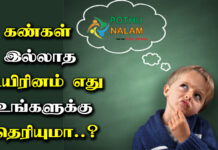 Which Creature Has No Eyes in Tamil