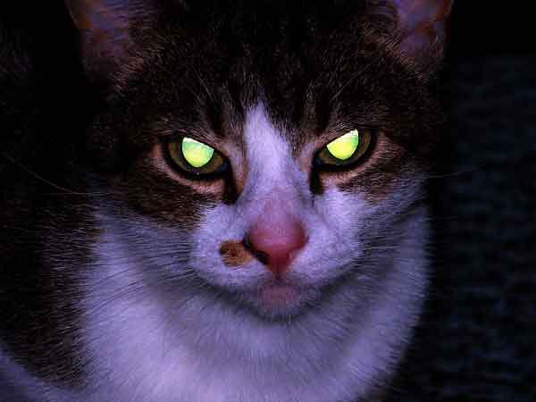 Why Animals Eyes Shine At Night