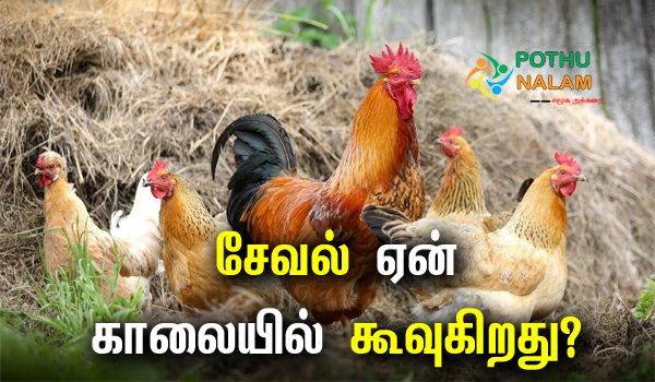 Why Does the Rooster Crows in Tamil