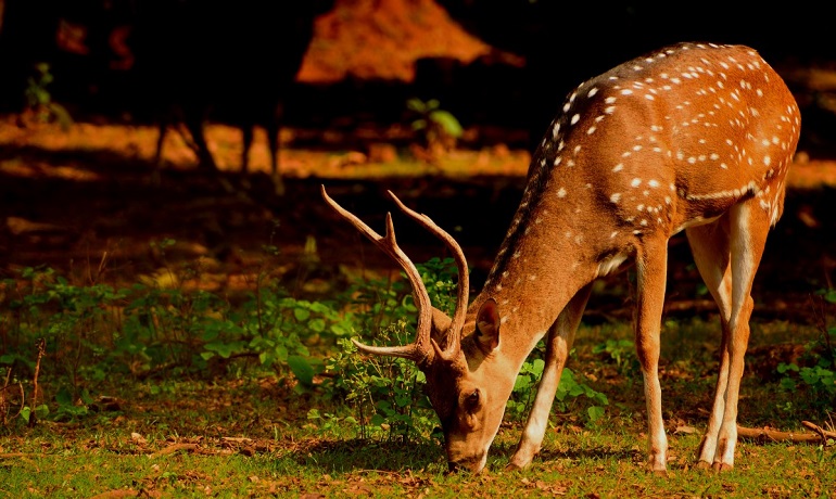deer information in tamil